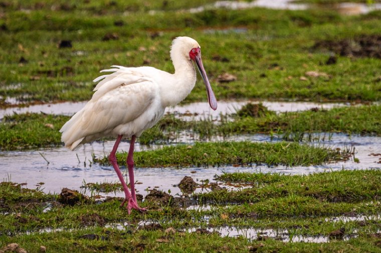 080 Amboseli Nationaal Park.jpg